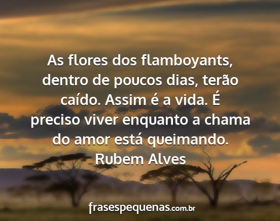 Rubem Alves - As flores dos flamboyants, dentro de poucos dias,...
