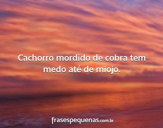 Cachorro mordido de cobra tem medo até de miojo....